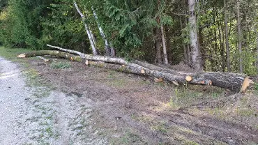 Brennholz Brennholz Birke