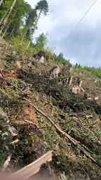 Braunstein Holzschlägerung  (sonstige forstliche Dienstleistung) Kufstein 