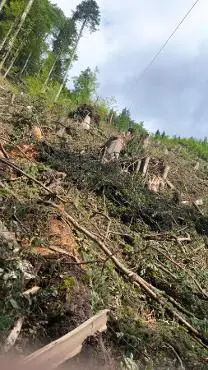 Dienstleistung Braunstein Holzschlägerung  (sonstige forstliche Dienstleistung)