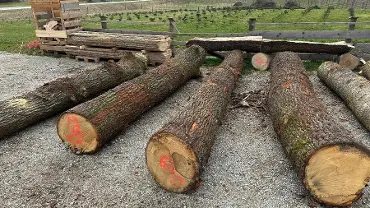 Rundholz Rundholz Eiche