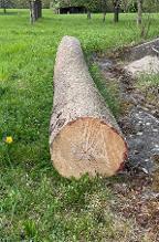 Rundholz Esche Astrein