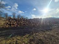 Rundholz Pappel Inzersdorf-Getzersdorf