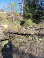Rundholz Eiche Bis 2,5 Meter astrein