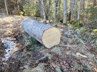 Rundholz Tanne