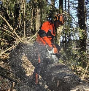 ad Mehr Erlös mit deinem Rundholz