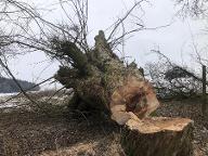 Rundholz Salweide Münzbach