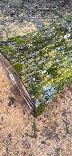 Rundholz Nuss Hargelsberg