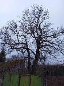 Rundholz Rundholz Kastanie Noch nicht geschnitten