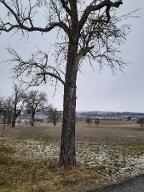 Rundholz Birne Engerwitzdorf 