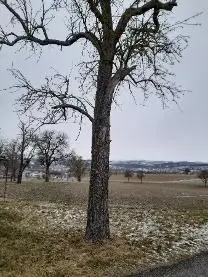 Rundholz Rundholz Birne