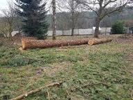 Rundholz Douglasie