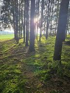 Brennholz Buche Volkenschwand