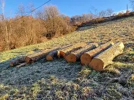 Rundholz Rundholz Linde