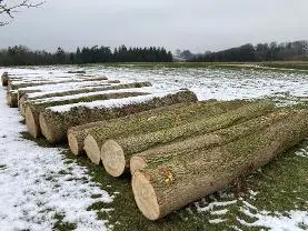 Rundholz Rundholz Esche 19 Stämme großteils astrein