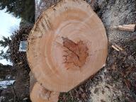 Rundholz Buche Astrein