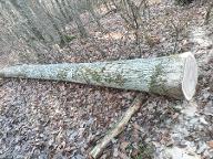 Rundholz Eiche Stadtlauringen