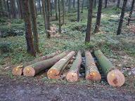 Rundholz Buche Schnittholz/Brennholz/Faserholz Ottnang