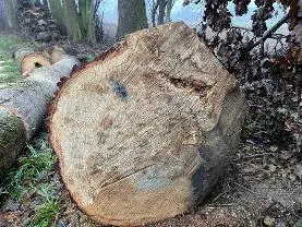Rundholz Rundholz Eiche