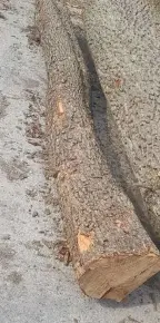 Rundholz Sonstiges Holz Elsbeere Steinakirchen am Forst