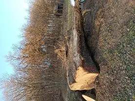 Rundholz Rundholz Eiche Zwiesel-Wurzelstock