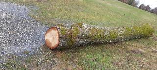 Rundholz Eiche Prambachkirchen