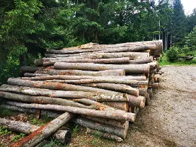 Rundholz Rundholz Buche Brennholz lang oder Faserholz