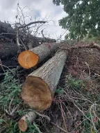 Rundholz Linde Aistersheim