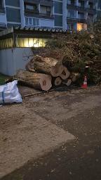 Rundholz Ahorn Eschenahorn