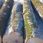 Rundholz Ahorn Riegelahorn