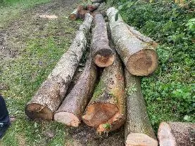 Rundholz Rundholz Esche
