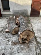 Rundholz Nuss Gefällt im Dezember.24
