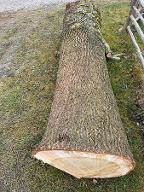 Schnittholz Eiche Traubeneiche Pfaffenhofen 