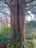 Rundholz Eibe Offenburg