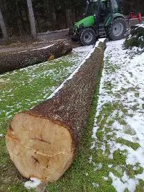 Rundholz Rundholz Linde Astrein