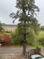 Rundholz Birne (Gute Luise) Halle/ Saale