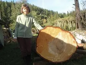 Rundholz Rundholz Birke 100 jährige Birke astrein