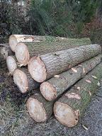 Rundholz Kiefer Weymouthkiefer St. Thomas am Blasenstein