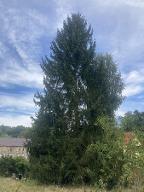 Stehendes Holz Fichte