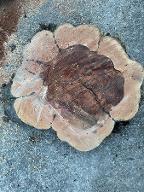 Rundholz Apfel Stamm Aschbach Markt