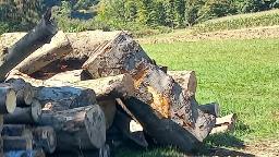 Rundholz Buche