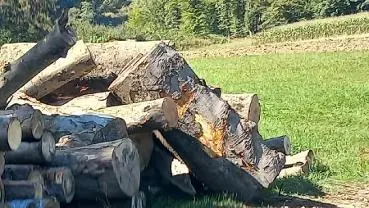 Rundholz Rundholz Buche