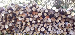 Rundholz Buche Brennholz