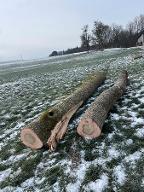 Rundholz Esche Ein Stamm mit Astriss