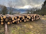 Rundholz Fichte Frisch gefällt