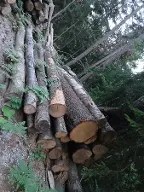 Rundholz Sonstiges Holz Ahorn, Birken, Eschen Edelschrott