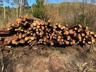 Rundholz Lärche Lärche Faserholz Zaunpfähle Bad Eisenkappel