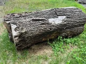 Rundholz Rundholz Kastanie Kastanienbaumstamm