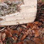 Rundholz Ahorn Riegelahorn