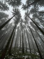 Rundholz Fichte Faserholz