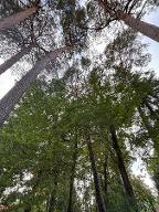 Stehendes Holz Sonstiges Holz, Eiche, Kiefer